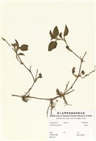 藏品(鴨跖草)的圖片